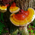 Hanuman eko tinktura Reishi 50 ml