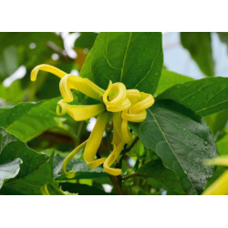 Amon & Anis Ekološko eterično olje ILANG ILANG  10 ML