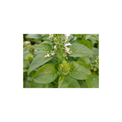 Amon & Anis Ekološko eterično olje BAZILIKA 10 ML